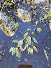 author not stated, no rights reserved Potamogeton polygonifolius, photograph author not stated, no rights reserved
