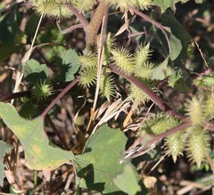 Xanthium strumarium image