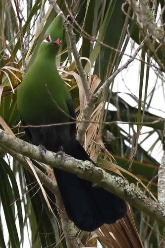 iNaturalist image