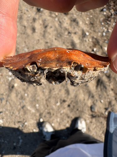 European Green Crab