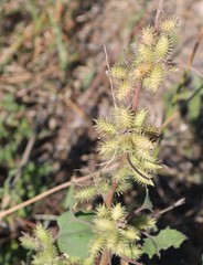 Xanthium strumarium image