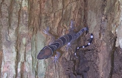 Cyrtodactylus pulchellus