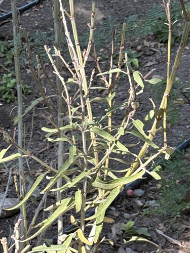 Red Cyphomeris