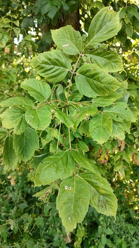 box elder