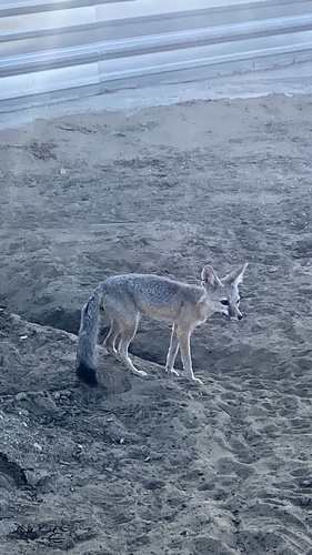 San Joaquin Kit Fox