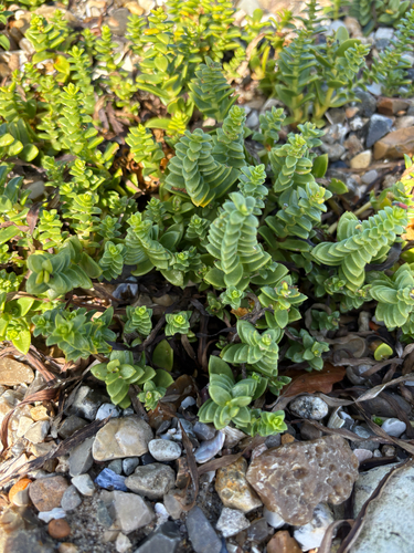 Sea Sandwort