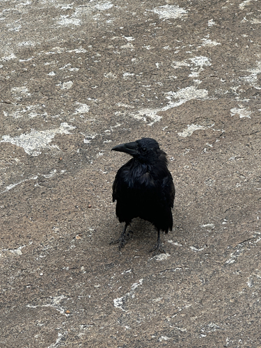 iNaturalist observation photo of Common Raven
