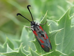 Zygaena sarpedon