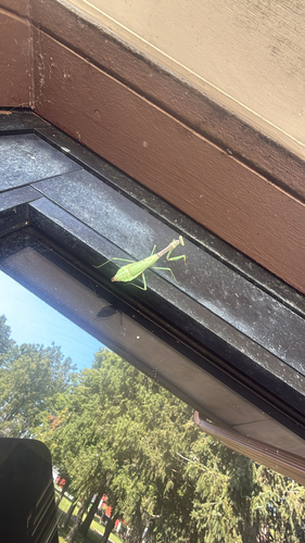 Carolina Mantis