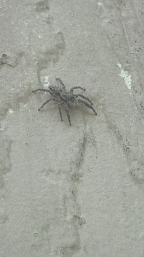 Tan Jumping Spider