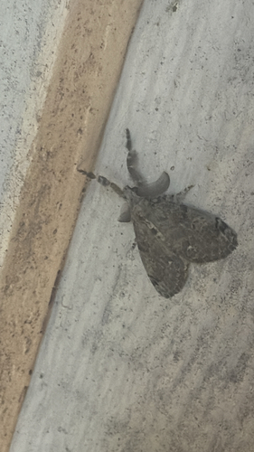 White-marked Tussock Moth