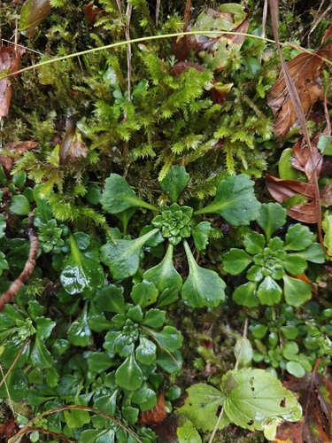 Saxifraga cuneifolia, photograph 3