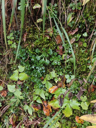 Saxifraga cuneifolia, photograph 4
