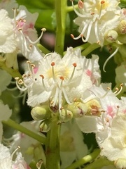 Aesculus