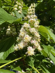 Aesculus