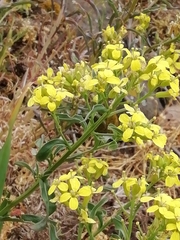 Erysimum crepidifolium