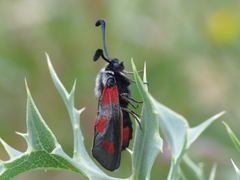 Zygaena sarpedon