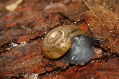 Mesomphix rugeli
