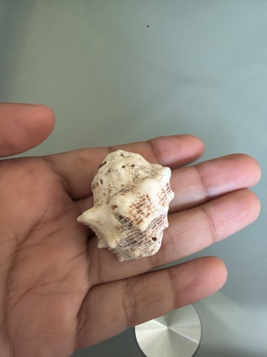 Mancinella speciosa, 2026-09-02
