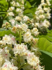 Aesculus
