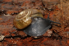 Mesomphix rugeli
