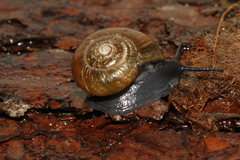 Mesomphix rugeli