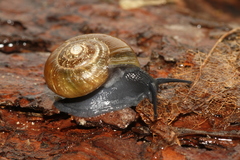 Mesomphix rugeli