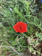 Papaver rhoeas