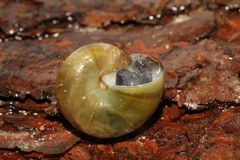 Mesomphix rugeli