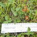 Psoralea rhombifolia - Photo (c) Minnette Marr, alguns direitos reservados (CC BY-NC), uploaded by Minnette Marr