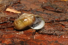 Mesomphix rugeli