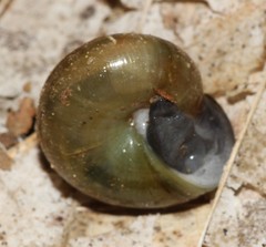 Mesomphix rugeli