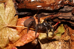 Antrodiaetus unicolor