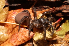 Antrodiaetus unicolor