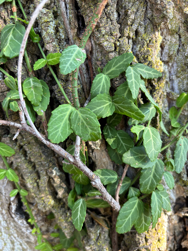 fortune's spindle