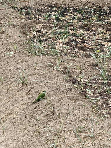 Asian Green Bee-eater