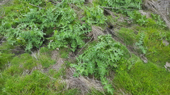 Microtus californicus