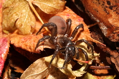 Antrodiaetus unicolor