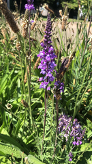 Linaria purpurea