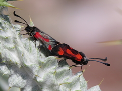 Zygaena sarpedon