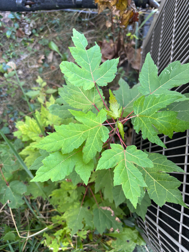 red maple