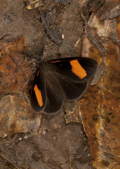 Sangalopsis diasia