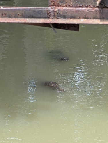 Mugger Crocodile