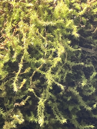 Aerobryopsis observed 2026-09-01