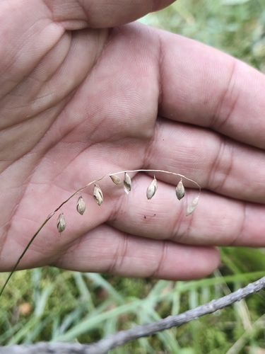 Melica nutans, photograph 3