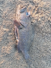 Epinephelidae