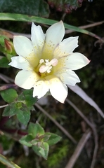 Gentiana scabrida