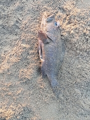 Epinephelidae