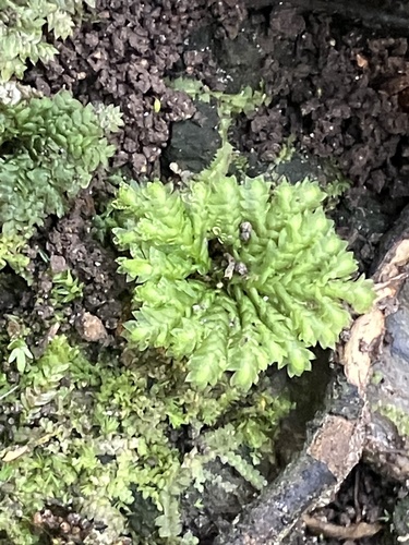 Hypopterygium tamarisci observed 2026-09-01