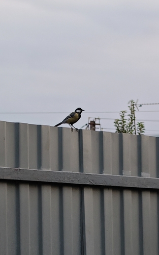 Great Tit